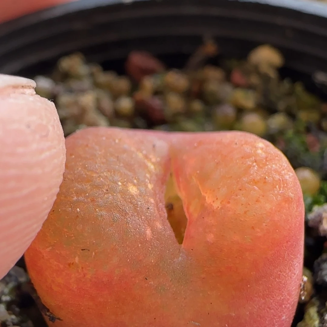 【闪购商品】是***吖7745