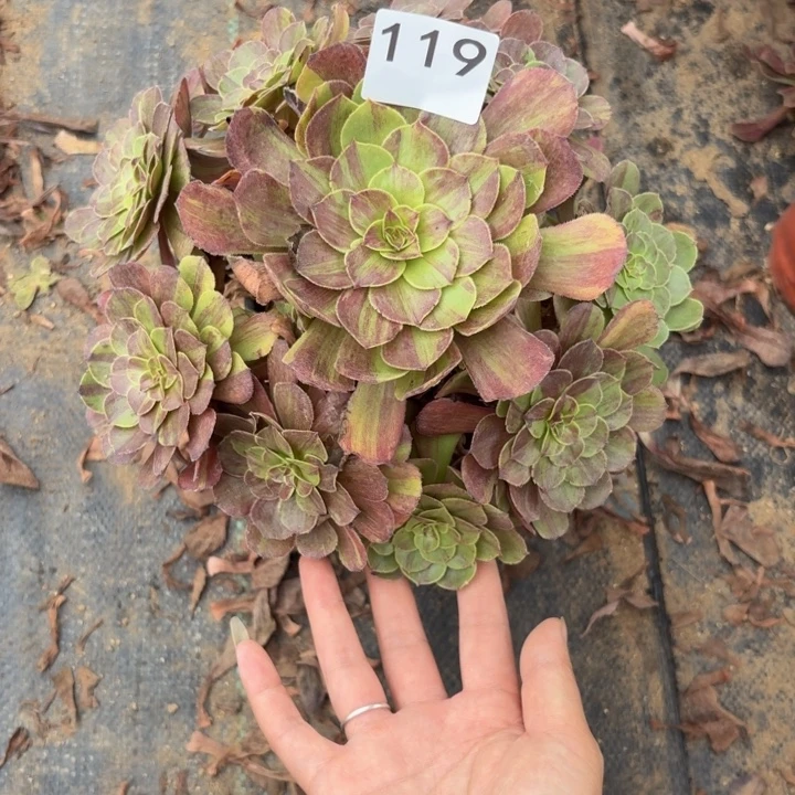 花月夜多肉植物不包损119