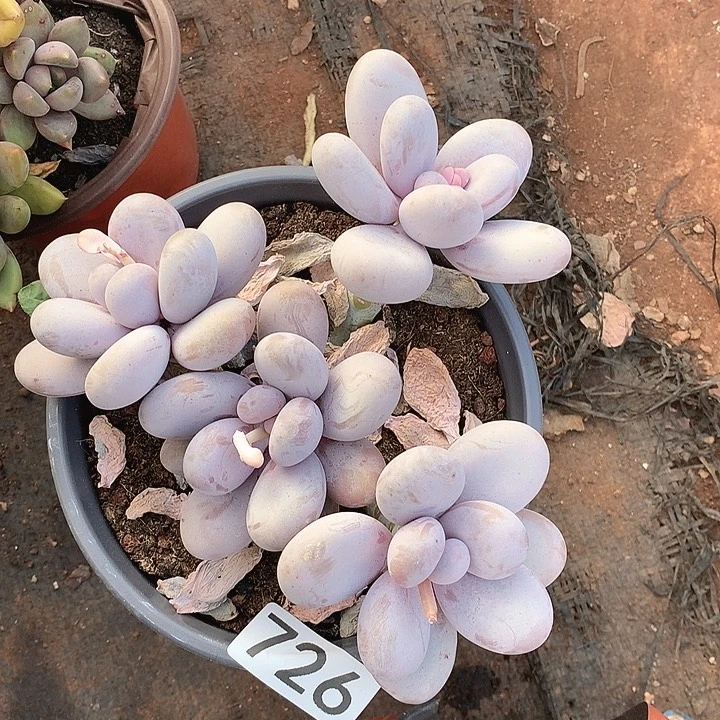 726奶酪一物一拍多肉