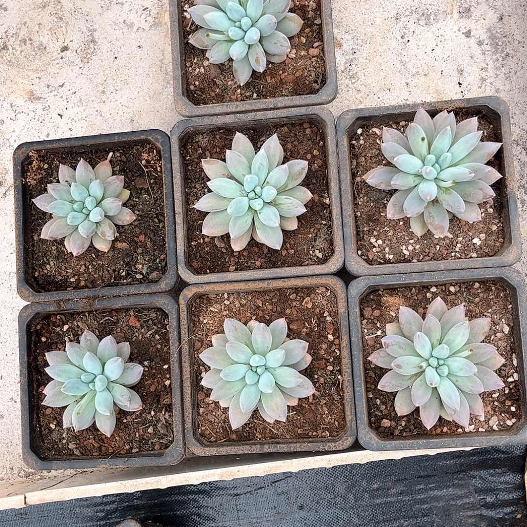 寄养链接的，我们这里是