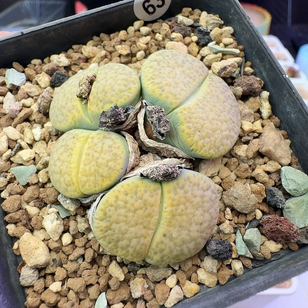 多肉植物福利生石花63