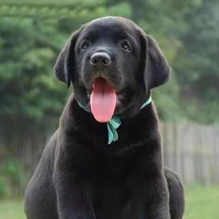 黑色拉布拉多幼犬不掉毛宠物狗狗