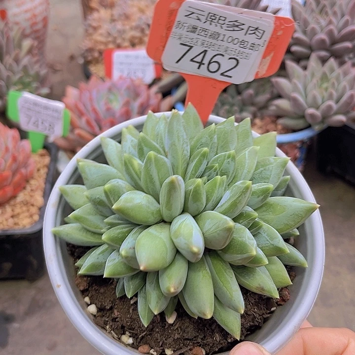 7462重楼美人缀。