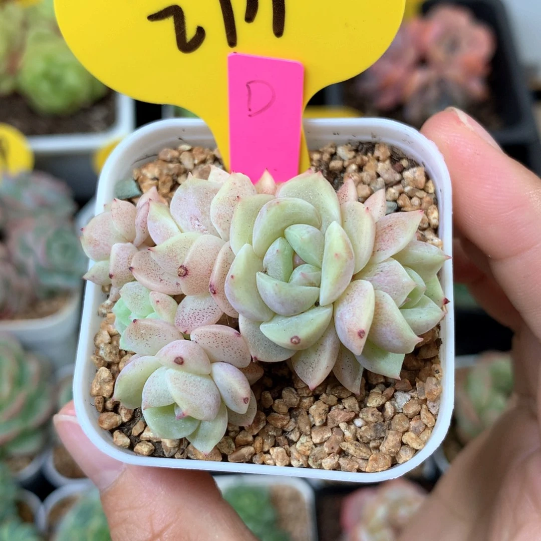 k***n甜心D6头群专拍2711