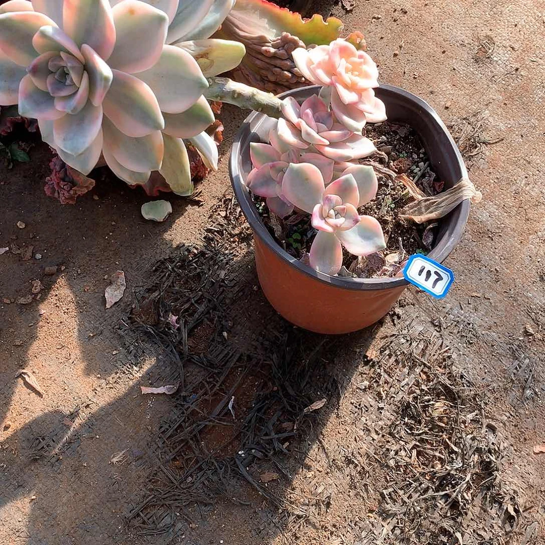 117紫乐锦 一物一拍多肉