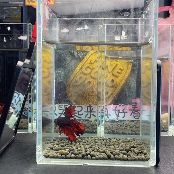 斗鱼66号925早hmpk绣