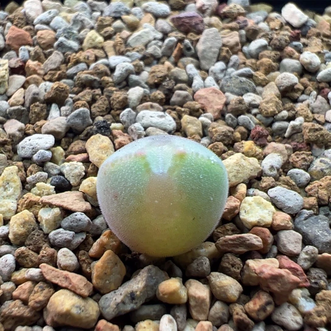 152多肉单头优选猫耳空蝉一棵特