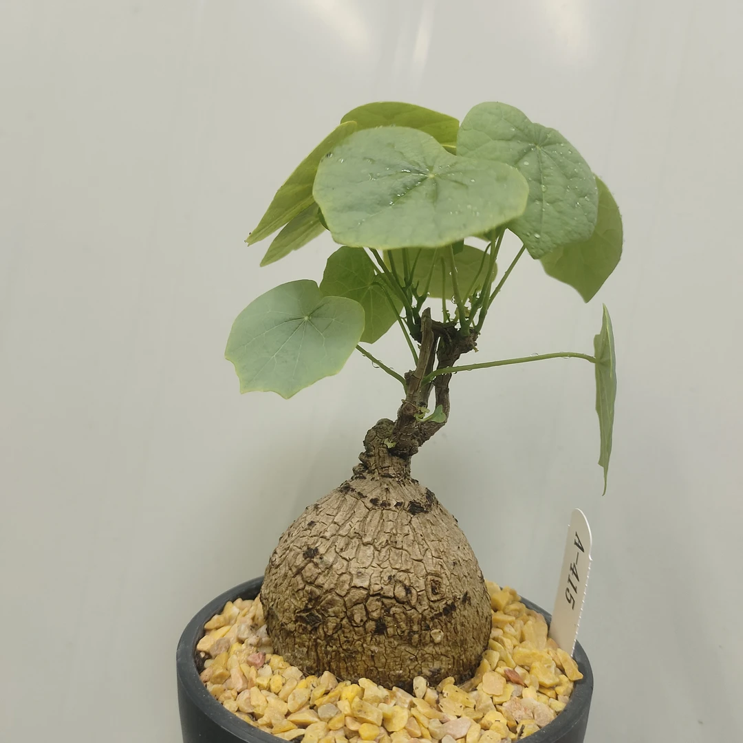 龙甲龟  山乌龟 一物一拍