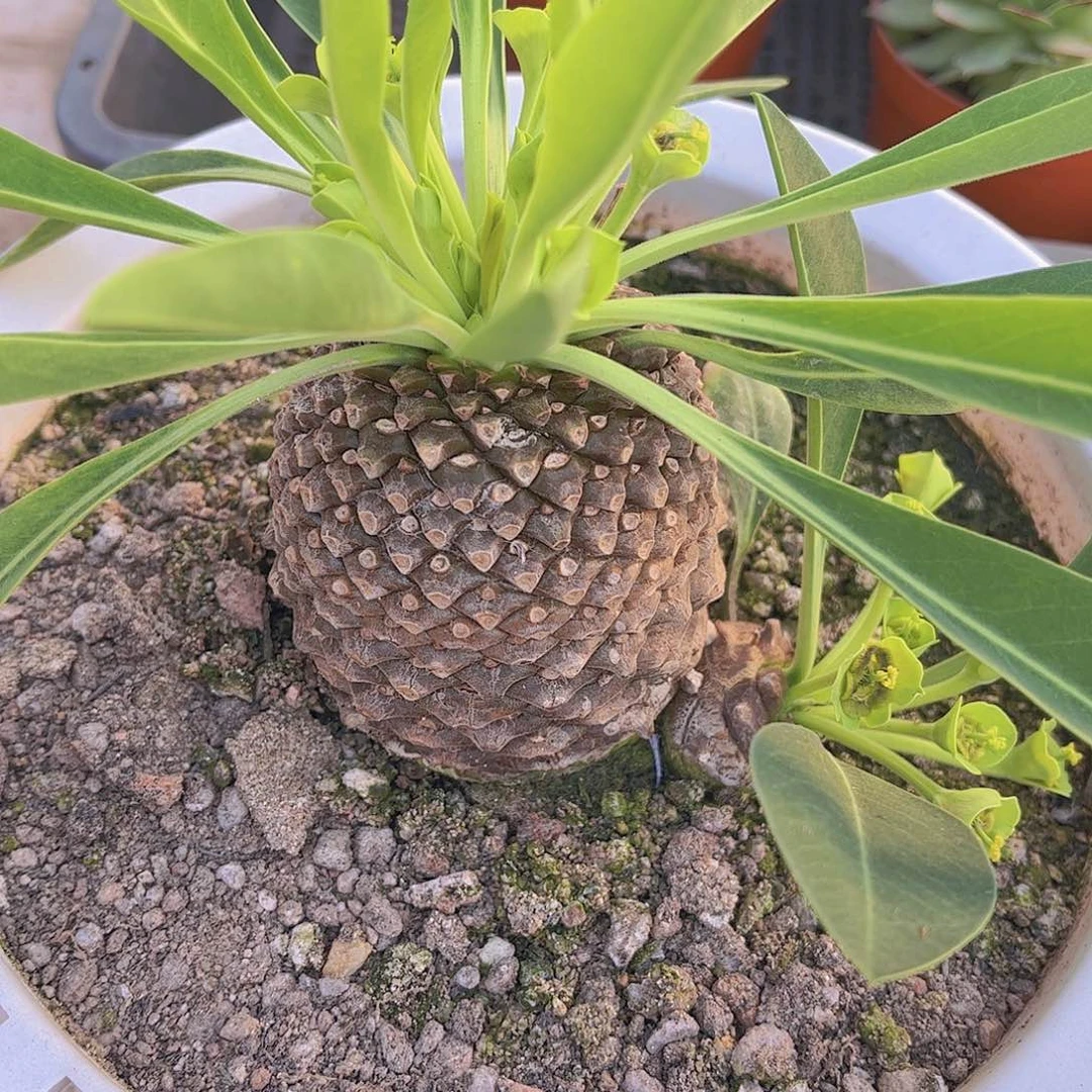 多肉铁甲丸多肉植物