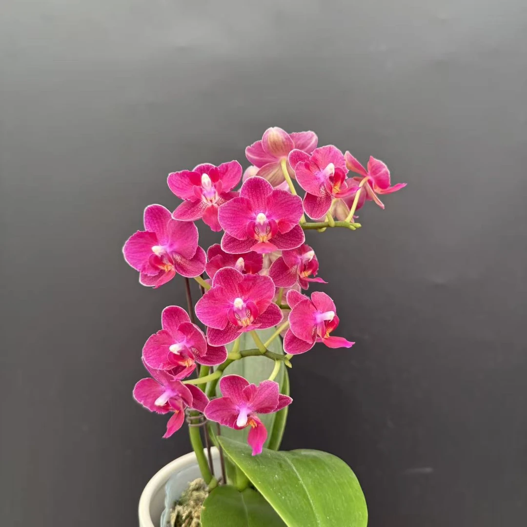 蝴蝶兰《甜心公主》带香味 蜡质花 红色系中花型  室内花卉