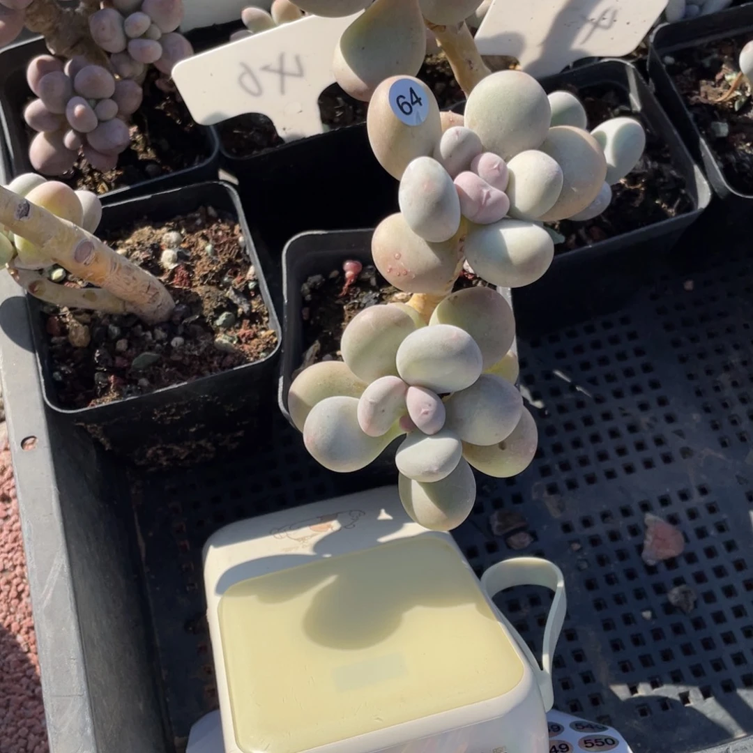 蛋黄奶酪多肉植物