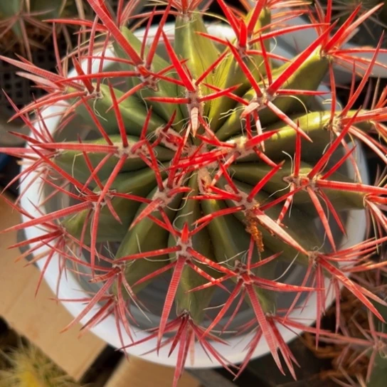 少*墨西哥红虎大精品150