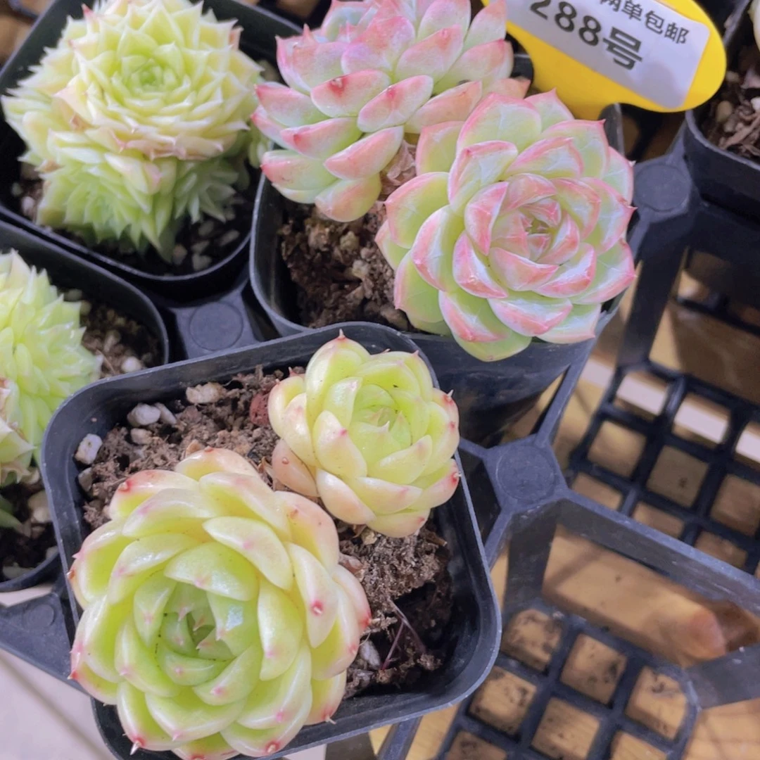 288号 睫毛麦秆加白桃汽水