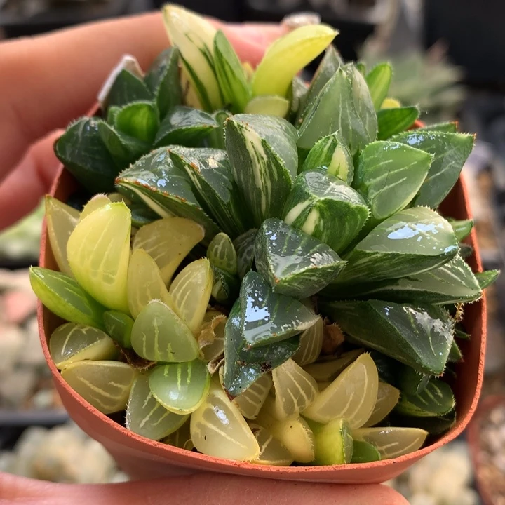 姬寿锦带盆土发货