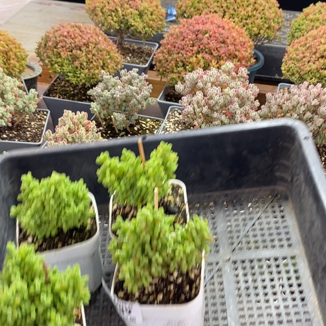 (***熊橘子糖福利组合3589枝干番杏