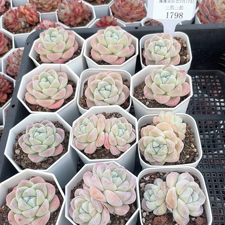 薇薇安园艺多肉1798