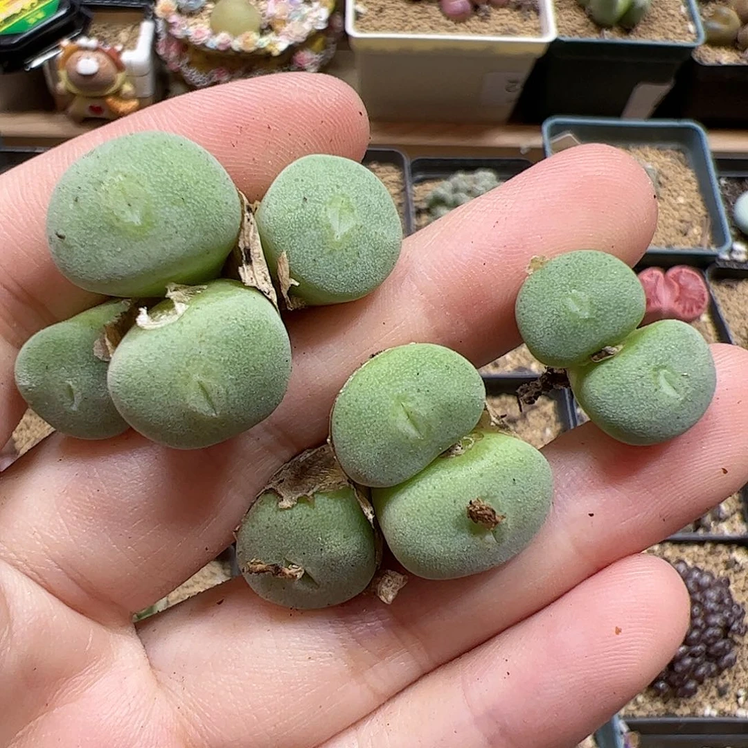 【闪购商品】318 秒