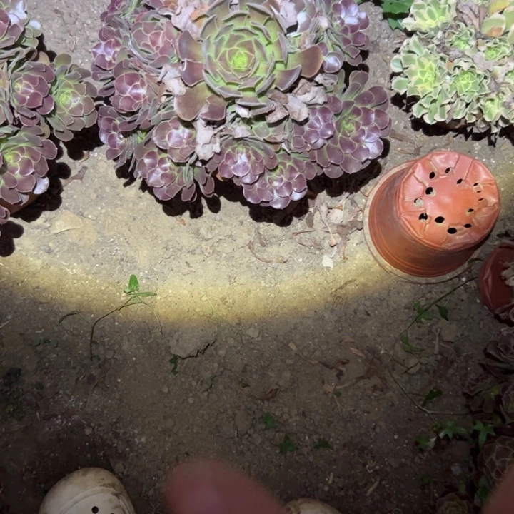 不包断枝法师链接和蓝玫瑰