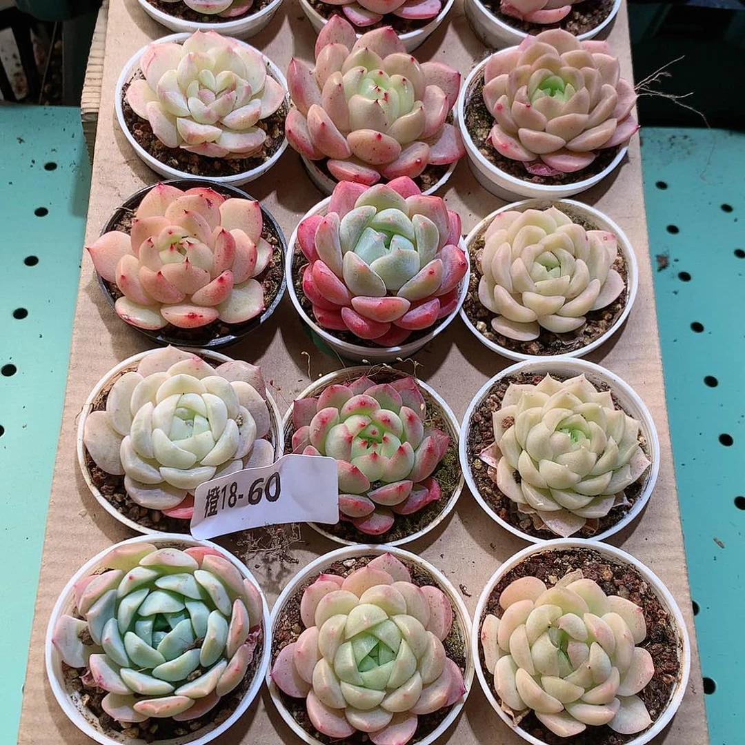 18-60一物一拍带盆18颗。