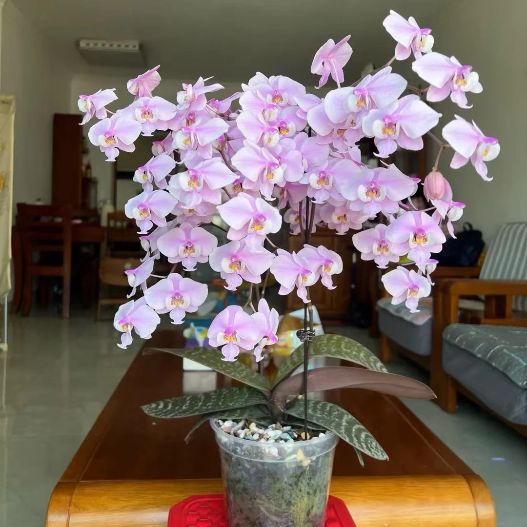 稀有西雷利蝴蝶兰爆花机器年宵花