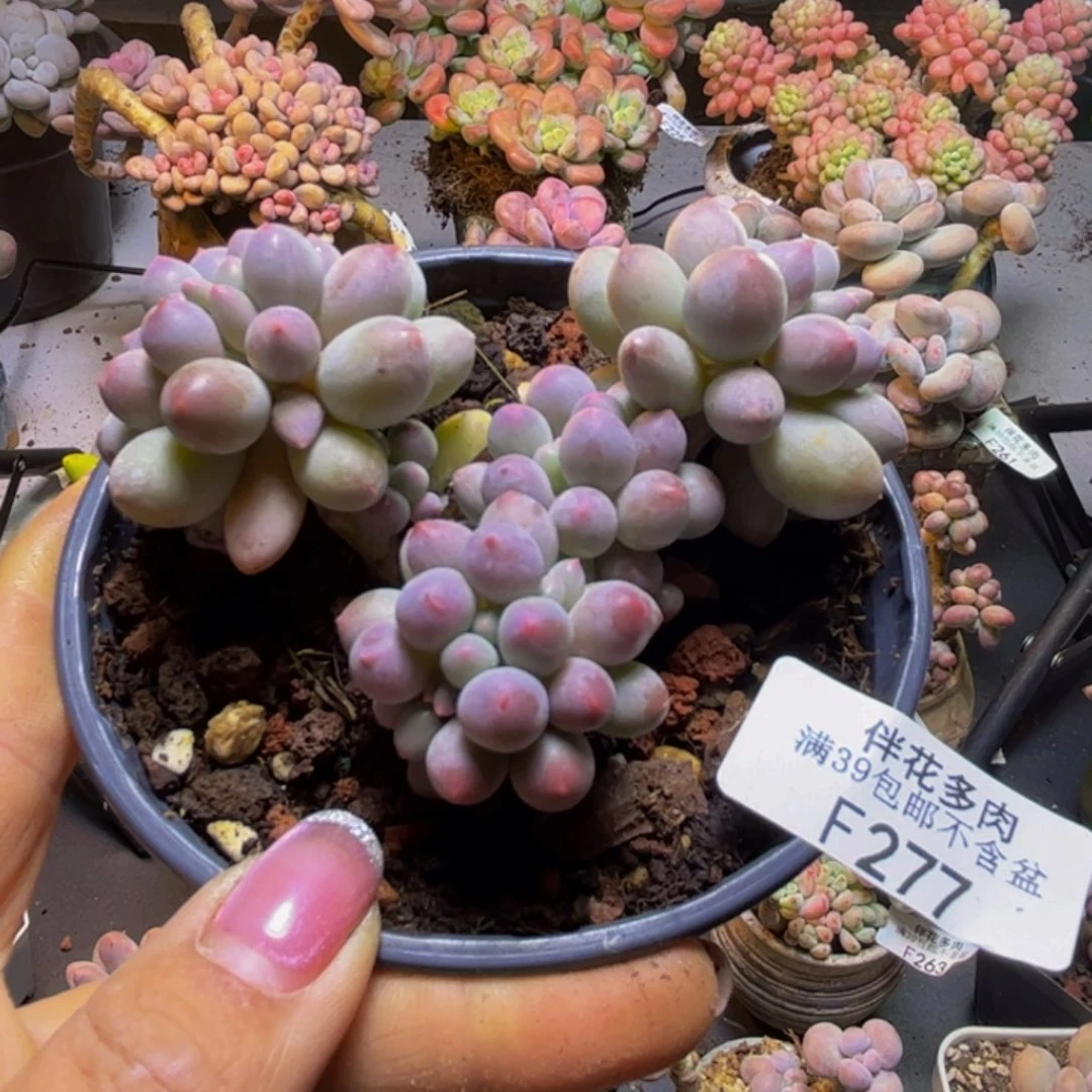香水手指奶酪277/7cm