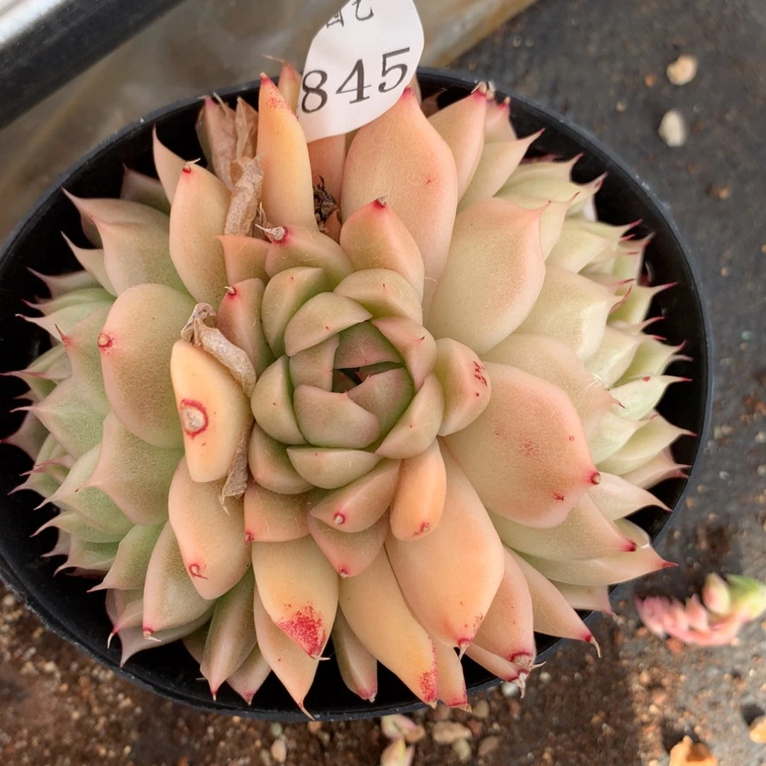 4845杂交多肉老桩