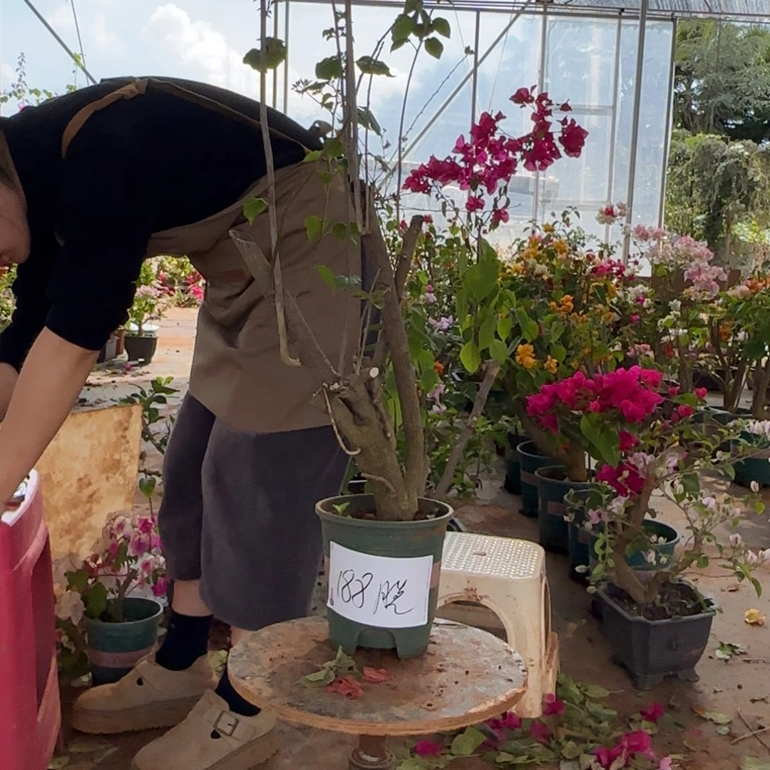 大部分花苞少量开放重瓣黄 188脱
