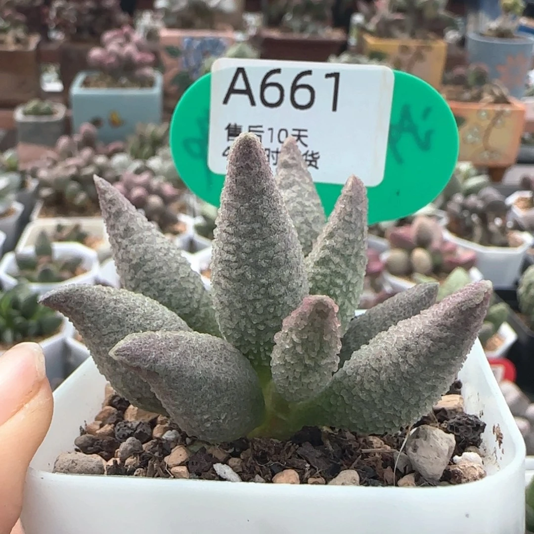 实生新品。    661。