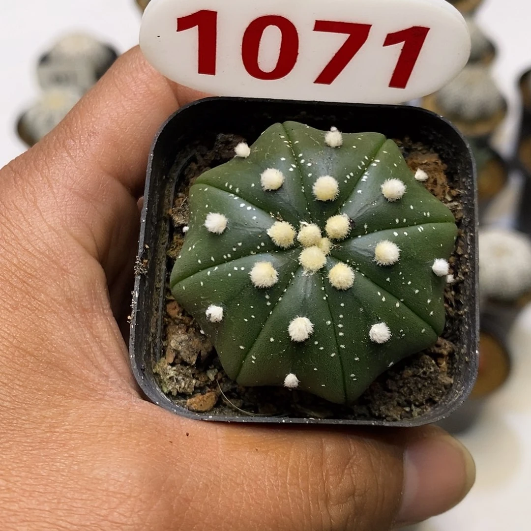 1071福利特价咯福利