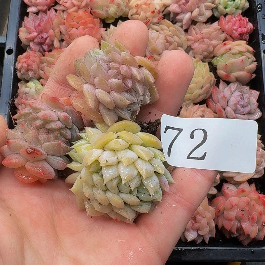 s****n多肉植物多肉植物72