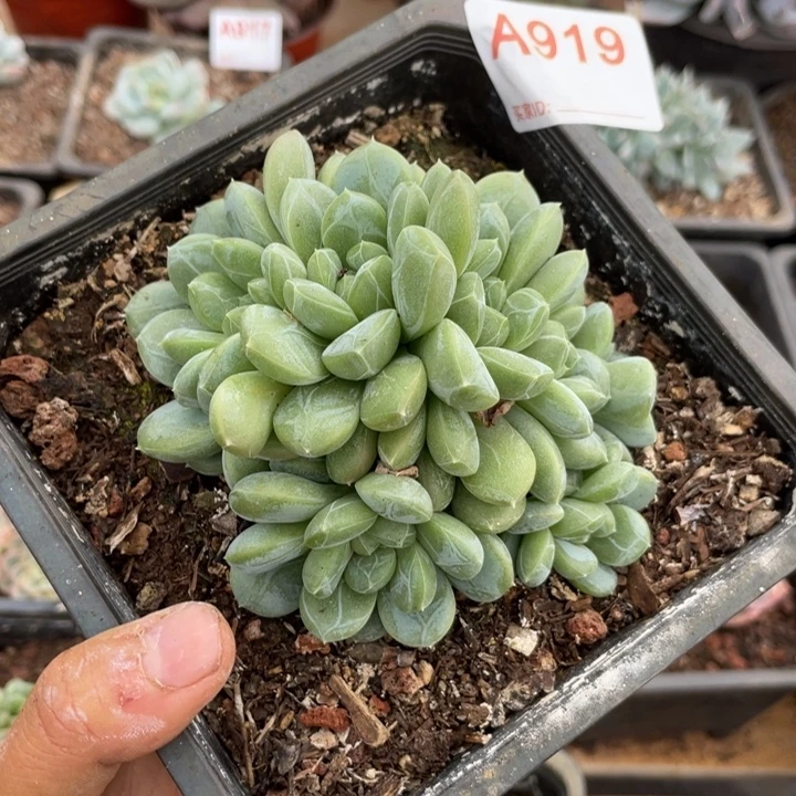 哈哈哈哈哈哈哈哈哈919