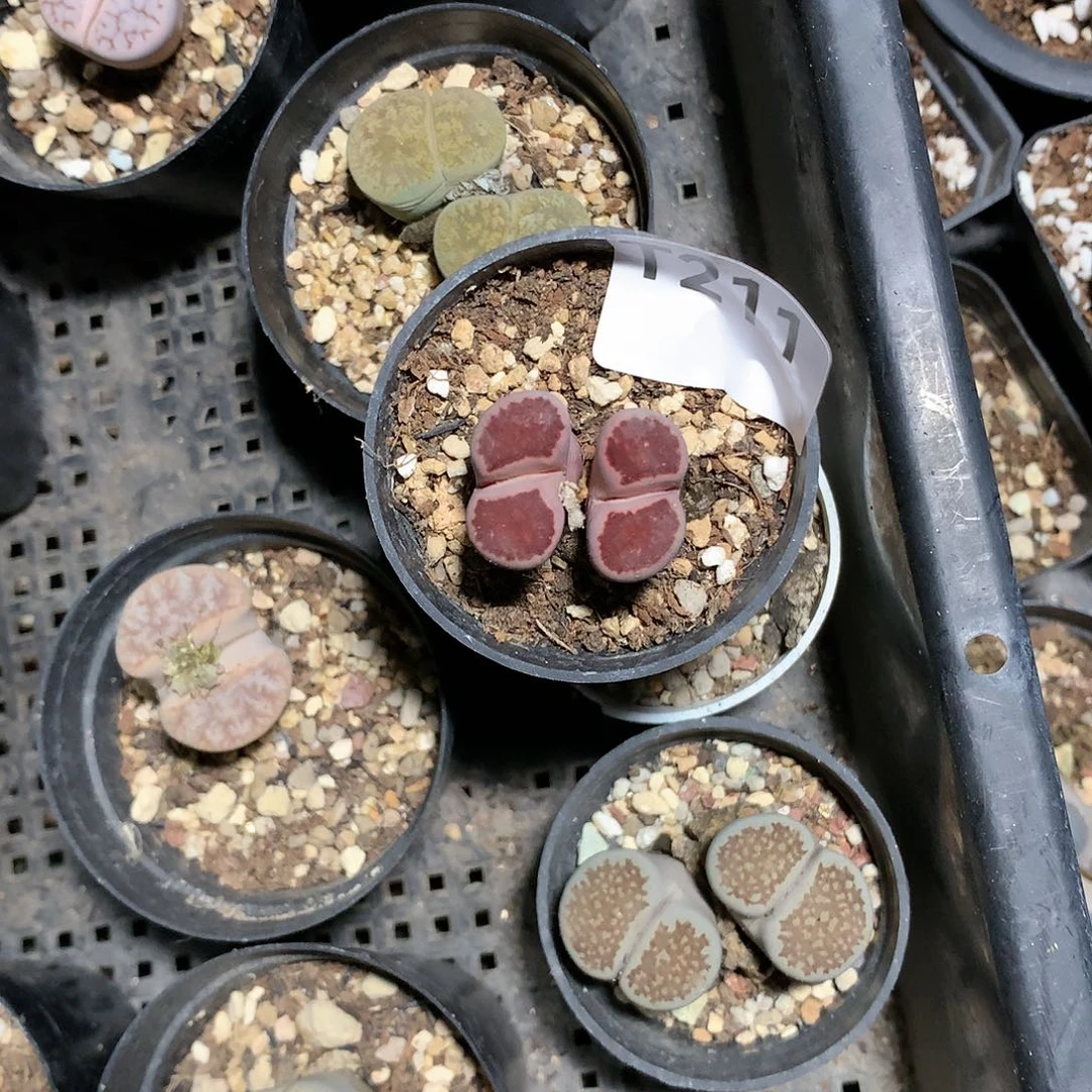 粤*粤T211多肉植物保护