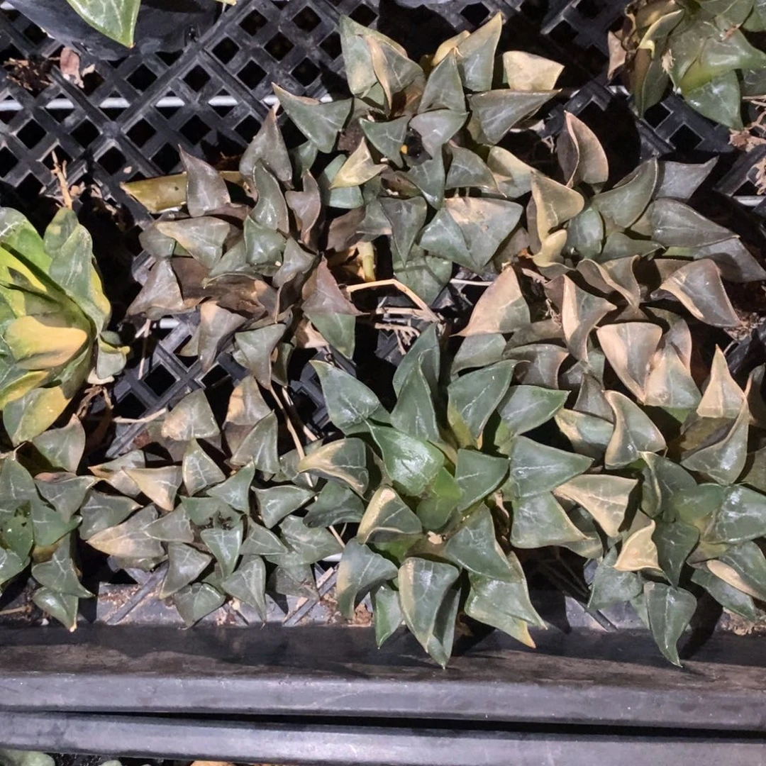 1335 一颗大木叶克里克特