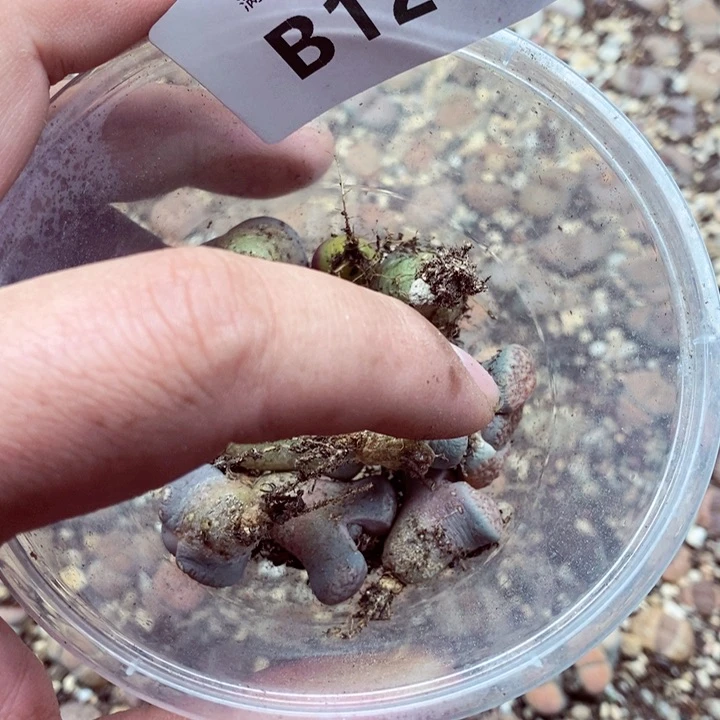 时**味我是一只小小鸟地域鬼的126