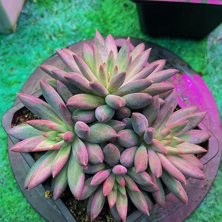 羽毛虞美人多肉植物