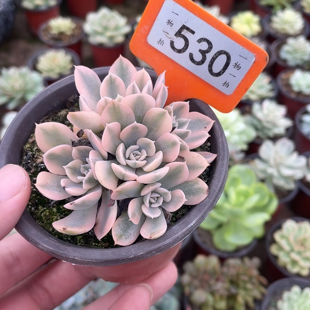 晓***g530号多肉植物盆栽