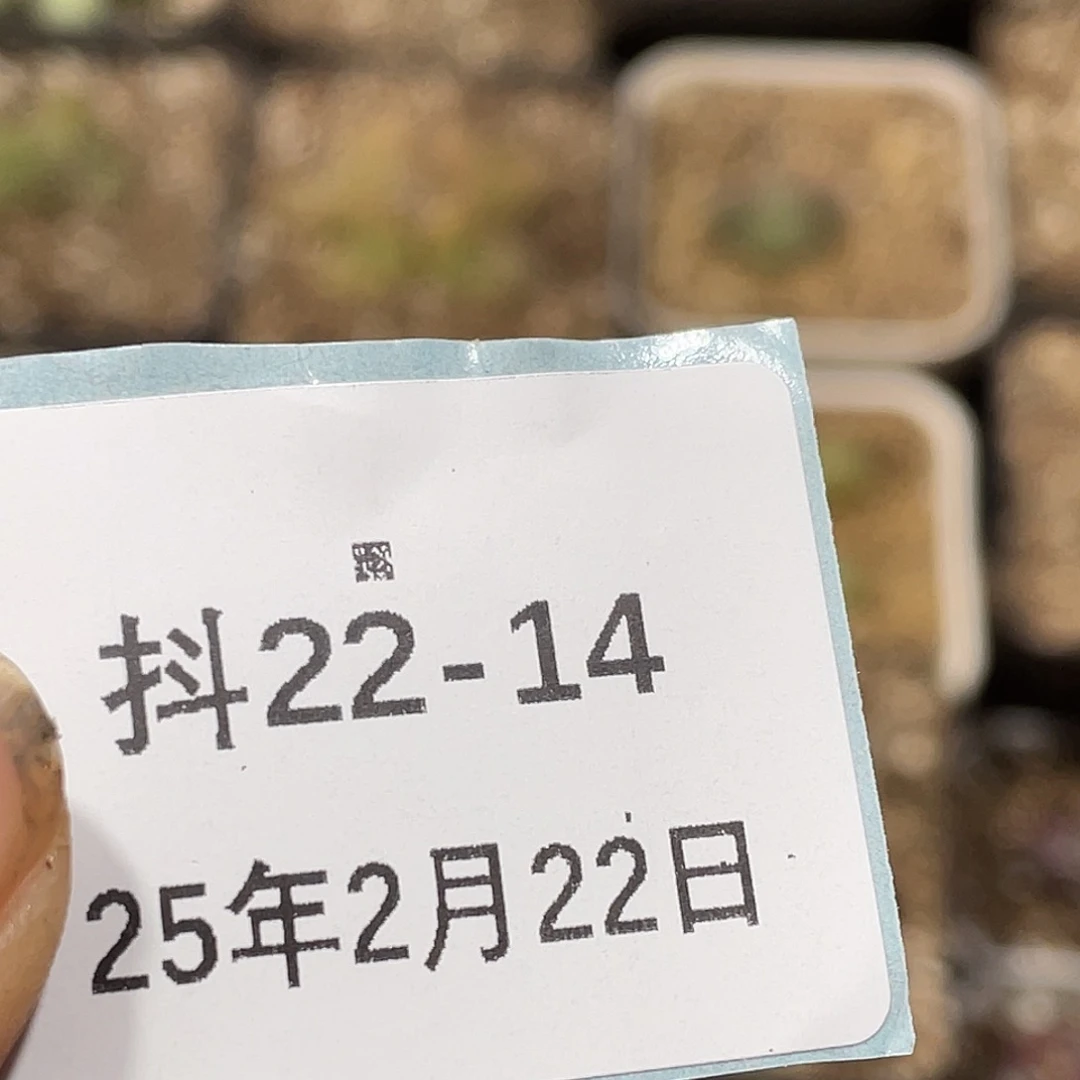 水*冻22-14肉锥多肉植物