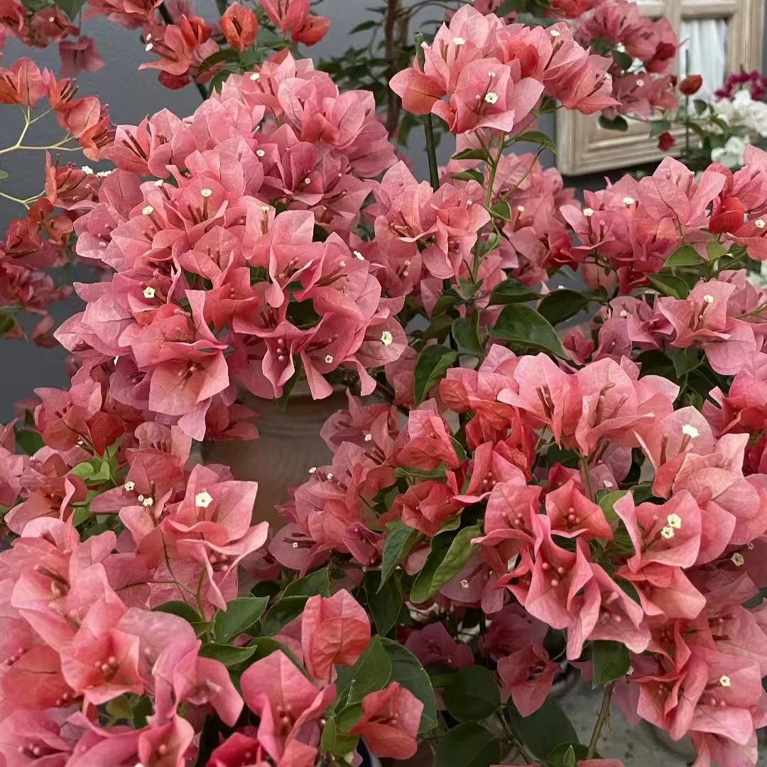 《不甜西瓜》露天三角梅花卉绿植 少量掉花掉叶正常现象（售后一个月