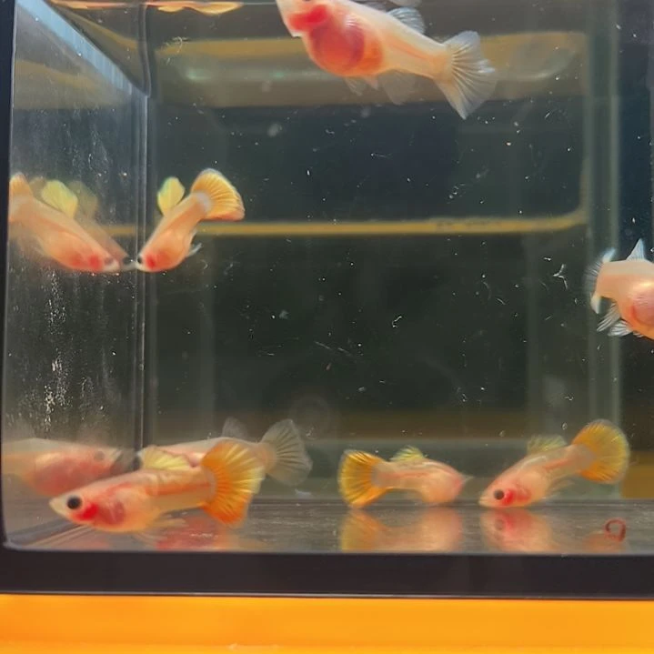 海水鱼小太阳孔雀鱼