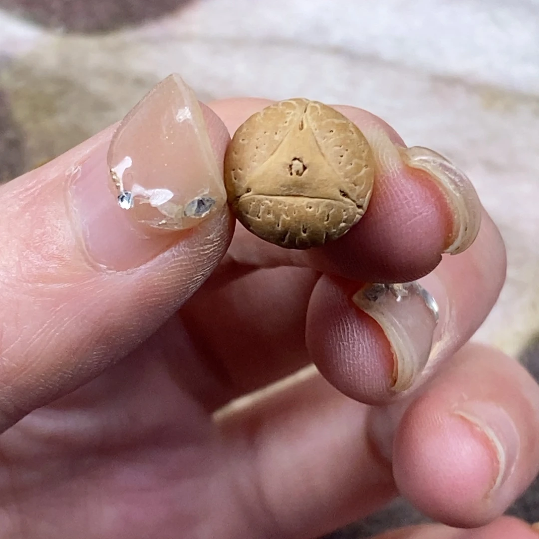 洋***凤眼菩提吊坠龙眼11.9