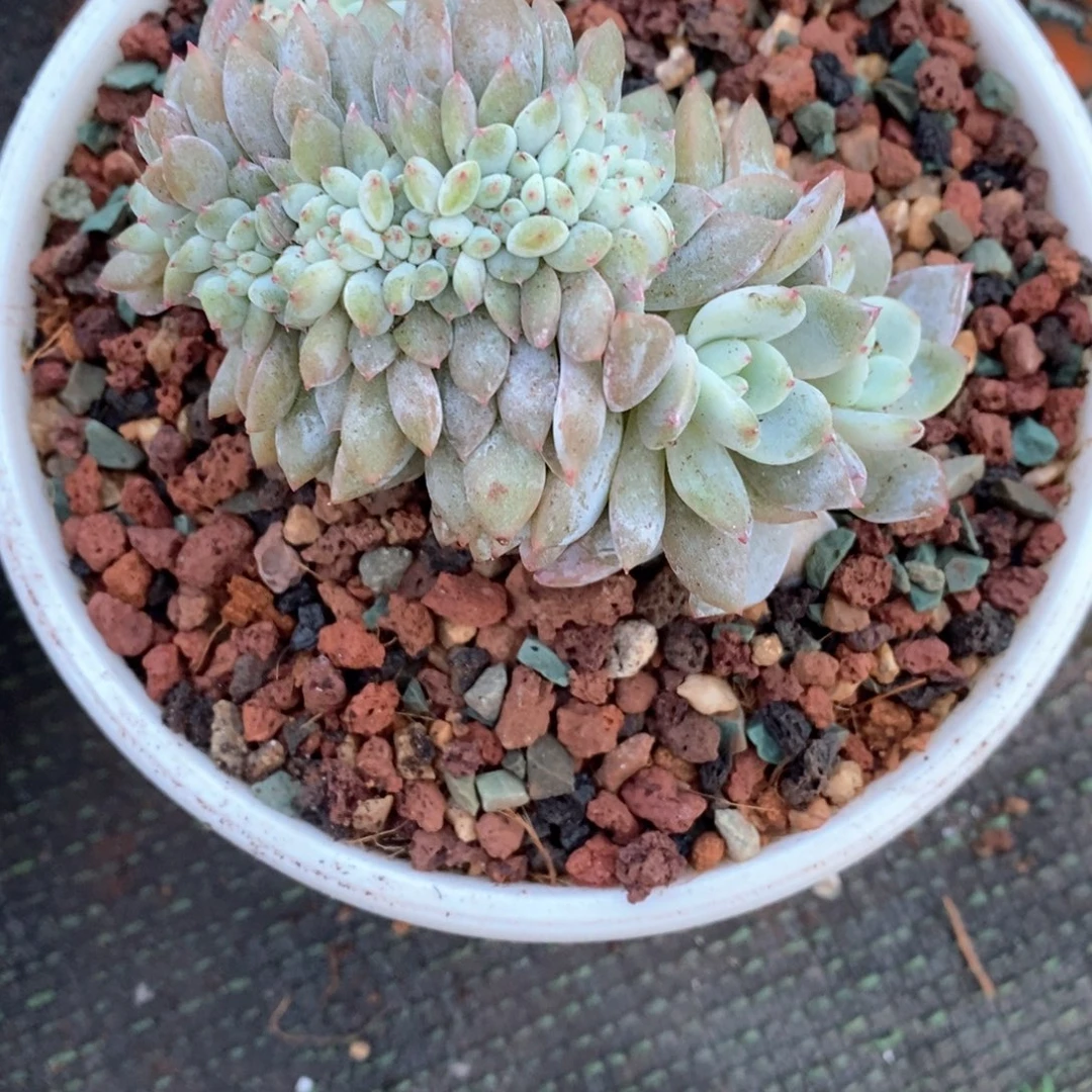 梦露缀48656359859369999999