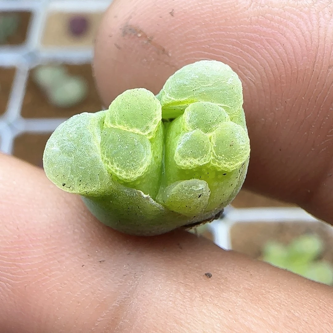 发****在脱土28包邮27541