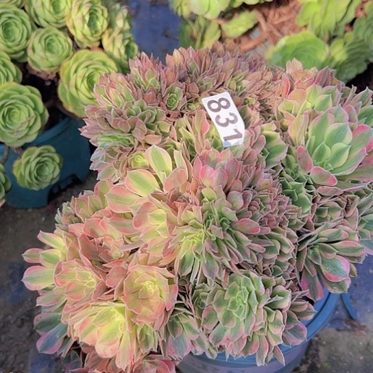 丫***单多肉植物一个女神