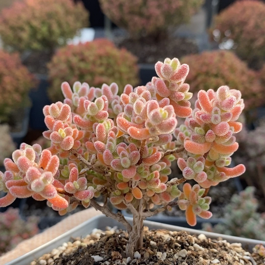 捡漏实生冰晶5160枝干番杏