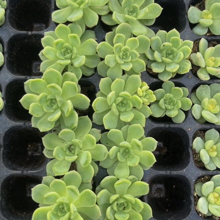 明月款t1，9.9包邮