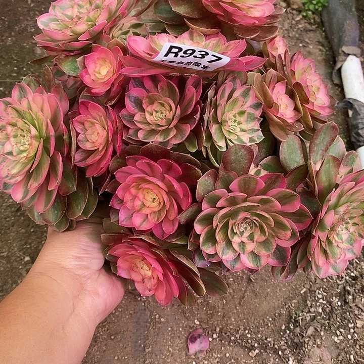 多肉植物火龙果937多肉