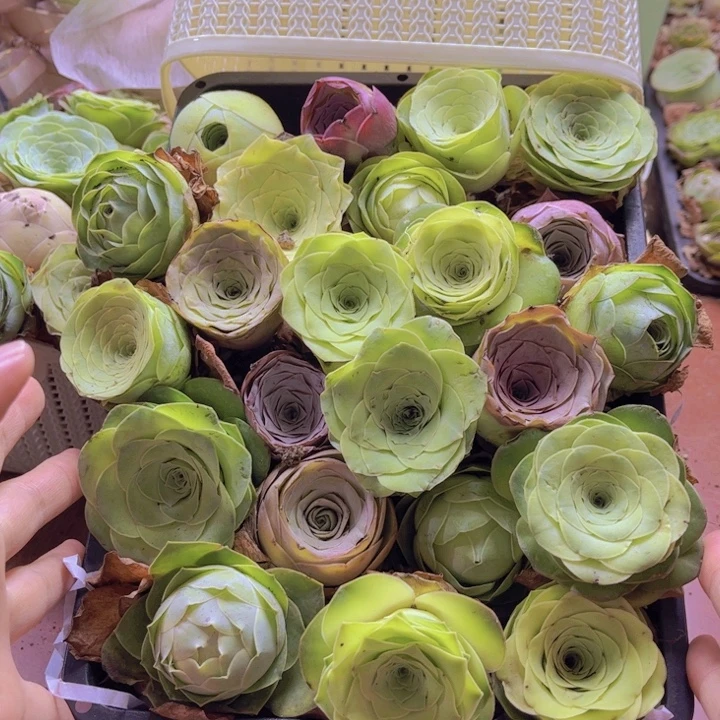 十八颗玫瑰➕花篮8888