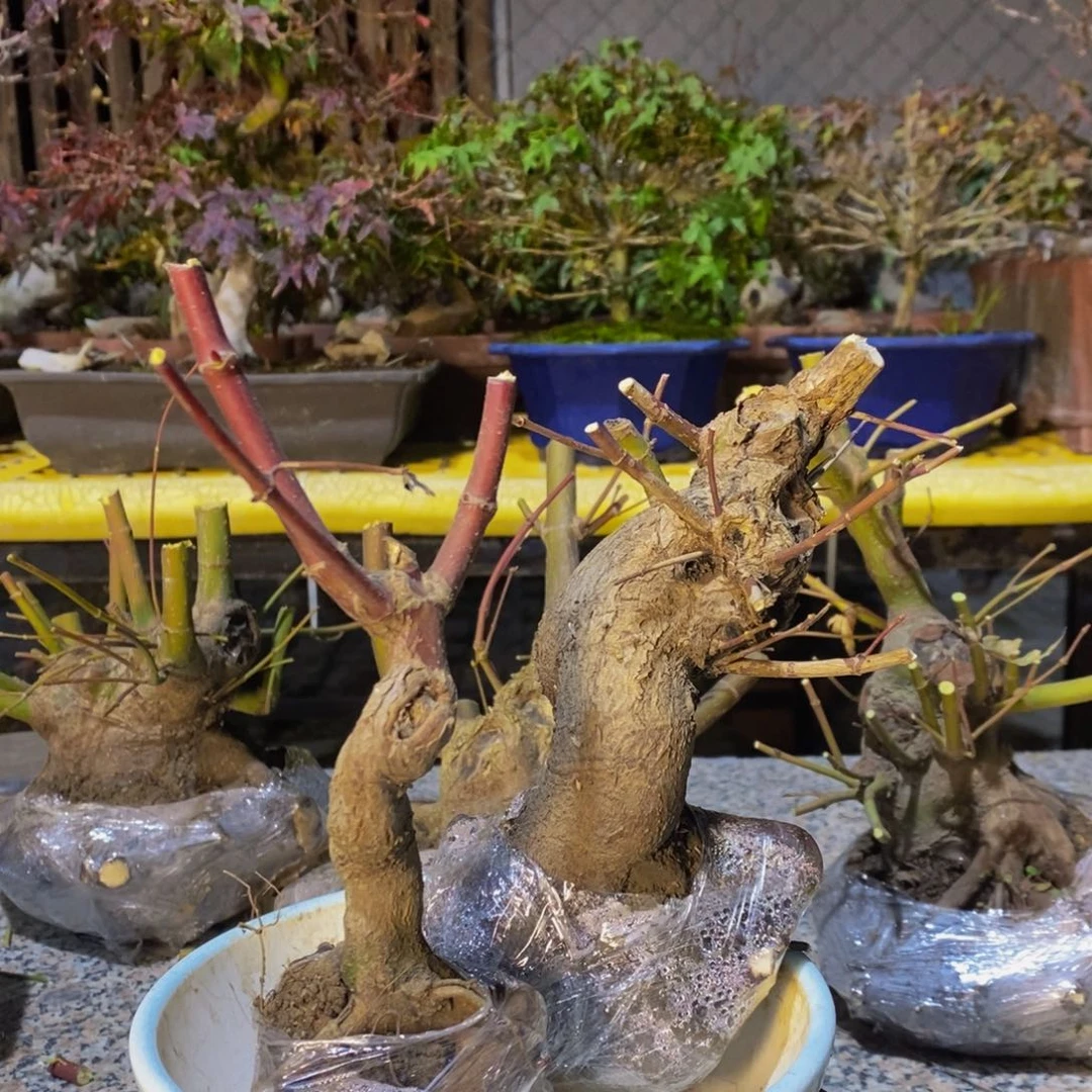 无花朵当****尽枫树一物一拍