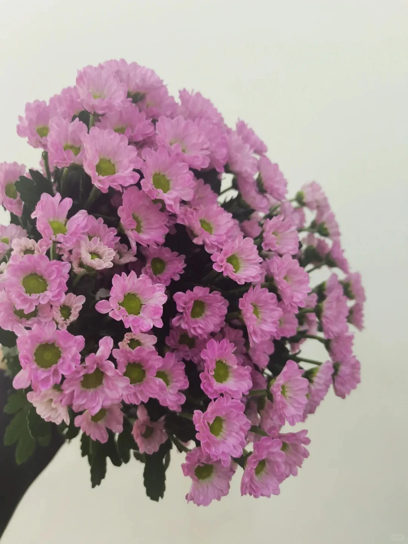 【少女粉】10支超长待机小雏菊