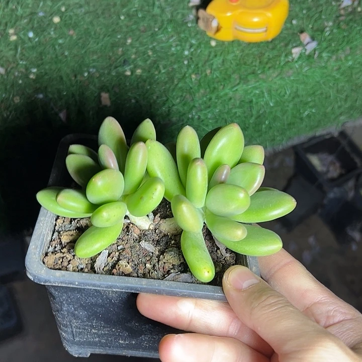 芒果奶双头群生多肉